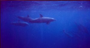 Dolphins MMII EX  YS 60 Red sea by Hilal Uysal 